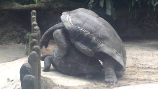 Giant Tortoise Mating [upl. by Fanchet]