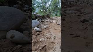 Leopard sighting pugmark jungal  jim corbett [upl. by Tadd]