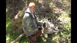 Deer hunting with dog Tri City Beagle Boyz Hunts with Drivers Hunting club [upl. by Furlani]