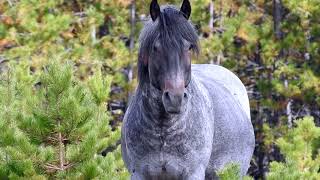 Beautiful Alberta Wild Horses  Sept 08 18 [upl. by Yrtsed361]