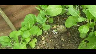 harvest ng pechay viralvideo bokchoy vegetable garden pechay backyardgardening harvestpechay [upl. by Pulcheria]