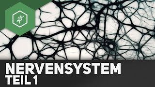 Nervensystem Teil 1 Aufbau Nervenzelle Nervensysteme – Abi Special [upl. by Nylecyoj]