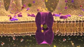 Biology 1 Lecture 7 Cellular Membranes [upl. by Anilatsyrc]