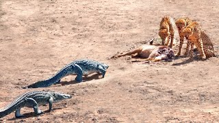 2 Crocodiles Chase 3 Cheetahs off Buck [upl. by Siuluj434]