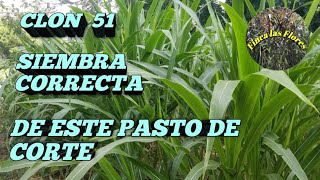 Clon 51 Siembra Corecta de este pasto de corte Finca las Flores El Salvador [upl. by Borszcz]