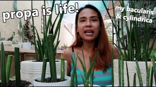 HOW TO PROPAGATE SANSEVIERIA BACULARIS AND CYLINDRICA AND THEIR CARETIPS  Fast amp Easy Propagation [upl. by Rosenblum]