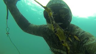 Spearfishing at Port Phillip Bay Victoria [upl. by Zapot66]