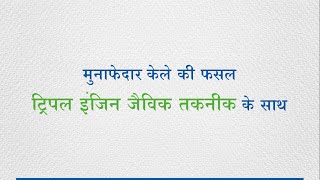 मुनाफेदार केले की फसल  ट्रिपल इजिन जैविक तकनीक के साथ। [upl. by Alyehc]