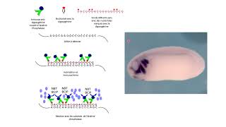 Lhybridation in situ pour localiser un ARNm spécifique [upl. by Verine]