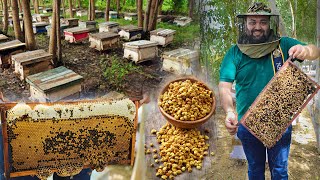 Honey Bee Farming In India [upl. by Notrem880]