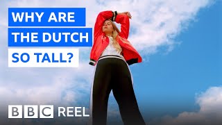 Why the Dutch are the tallest people in the world  BBC REEL [upl. by Tuckie]