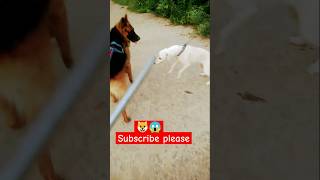 Desi Dog 🐶🆚 German Shepherd dog attack 😱 reels 🔥🔥 viralvideo trending gsd youtubeshorts [upl. by Pfeifer764]