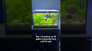 Day 1 of posting my betta and dwarf Rasbora tank KoolHandEditz MDFishTanks [upl. by Hgielar82]