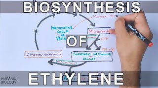 Biosynthesis of Ethylene [upl. by Ahsyak]