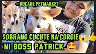 Bocaue Petmarket part2Ang cucute at Quality corgie wow😱👍white Persian ni boss dean 🤩👍 [upl. by Haimerej]