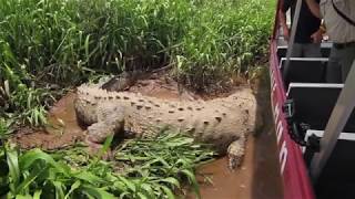 Massive American Crocodiles of the Tarcoles River Costa Rica [upl. by Ellekram]