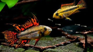 Breed RARE Apistogramma Cichlids Using This Method [upl. by Rae]