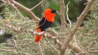 Male Northern Red Bishop in the Gambia [upl. by Aihsi]