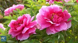 Millions of peonies flourishing in ancient capital of China [upl. by Lesly]