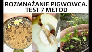 Rozmnażanie Pigwowca  Test 7 metod stratyfikacja zakopany słoik odrosty sztobry etc [upl. by Auqinot]