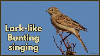 LARKLIKE BUNTING singing [upl. by Flss358]