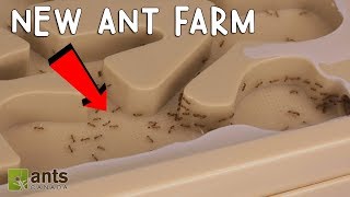 My Fire Ants New Ant Farm [upl. by Fonzie86]