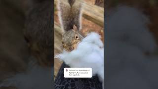 Like mother like daughter ☁️🐿️🍂 wildlife shortsfeed squirrel [upl. by Michaella]