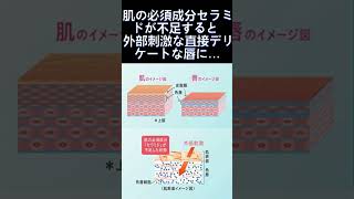 キュレル リップケアクリームの効果は？最安値で仕入れたので保湿ケアしてみた [upl. by Erdnad]