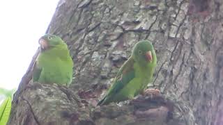 a pair of yellowwinged parakeets sing and scream [upl. by Nnylyam]