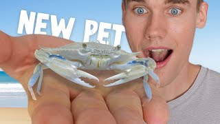 Raising A Baby Blue Crab From The Bait Shop [upl. by Pierson]