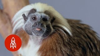 The CottonTop Tamarin Hangs On for Survival [upl. by Georas]