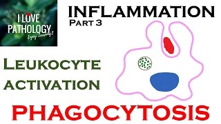 INFLAMMATION Part 3 Leukocyte Activation  PHAGOCYTOSIS [upl. by Gault]