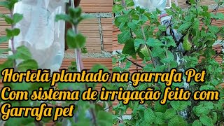 Hortelã plantado em garrafa pet com sistema de Irrigação com garrafa pet shorts [upl. by Yot752]