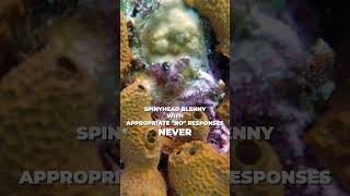 HOW to Say 🚫 RESPECTFULLY w Spinyhead Blenny fish coralreef marinelife fyp fypシ゚ humor [upl. by Ginger]