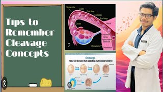 Cleavage Concepts  Definition of Cleavage  Subdivisions of Cleavage [upl. by Matelda]
