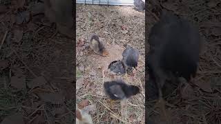 Australorp mix dust bathing chicks backyardchickens cute chicken [upl. by Jar]