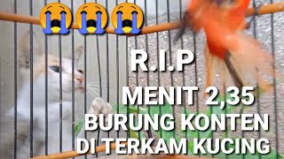 mantenan gacor  burung mantenan di terkam kucing [upl. by Forrer]