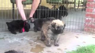 Cute Bouvier des Flandres puppies 4 12 weeks old experience grass for the first time [upl. by Busey]