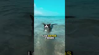 ¿Por qué los gatos le temen al agua 🙀 shorts viral [upl. by Ietta]