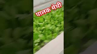 Palak methi or मूली gardening gardningtips [upl. by Kial760]