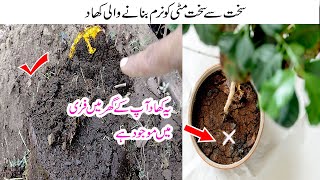 Organic homemade fertilizer for plants  Mitti ko naram banane wali khad مٹی کو نرم بنانے والی کھاد [upl. by Gardie361]