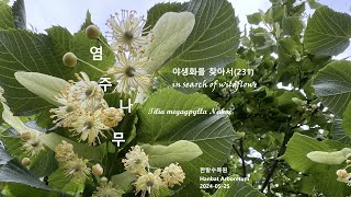 염주나무 Tilia megagpylla 모감주나무 야생화를 찾아서231 in search of wildflowers 한밭수목원 Hanbat Arboretum [upl. by Blanca]