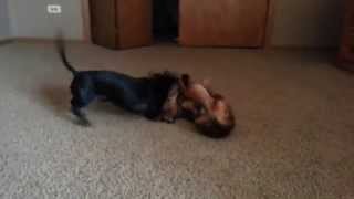 wiener dog fight gone terribly wrong [upl. by Murial]