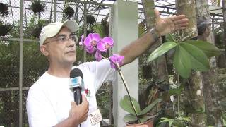 Orquídeas raras estão em exposição no Jardim Botânico [upl. by Enrak]