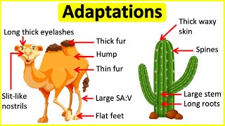 Adaptations 🐫🌵 Behavioural Physiological amp structural adaptations  Learn with examples [upl. by Most]