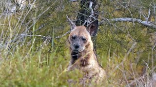 Striped Hyena pair [upl. by Temhem]