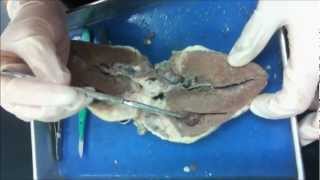 Anatomy Sheeps Heart Dissection [upl. by Aihsoj586]