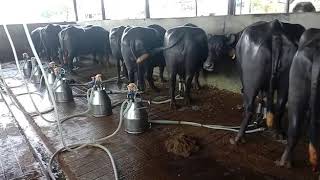 Delaval Buffalo milking machinedairyfarming delaval cowfarming hfcow buffalo buffalovideo [upl. by Oryaj]