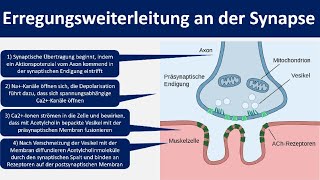 Naturwissen Evolution – Analogie und Homologie [upl. by Adnolahs739]