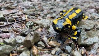 Feuersalamander bei Regen HARZ [upl. by Ettedanreb]